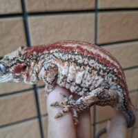 ガーゴイルゲッコー（レッドストライプ）アダルト オス