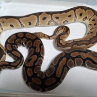 ボールパイソン（クラウンhetラベンダー(1kg)、Dhetラベンダー,クラウン(1,8kg)）ペア（毎年繁殖、産卵経験あり）