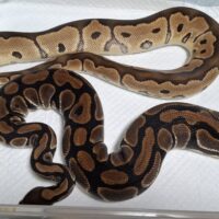 ボールパイソン（クラウンhetラベンダー(1kg)、Dhetラベンダー,クラウン(1,8kg)）ペア（毎年繁殖、産卵経験あり）