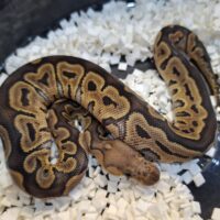 ボールパイソン（GHIクラウン）25CB メス