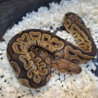 ボールパイソン（GHIクラウン）25CB メス