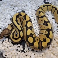 ボールパイソン（ファイアDhetクラウン,ゴースト）25CB メス