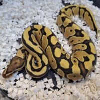 ボールパイソン（ファイアDhetクラウン,ゴースト）25CB メス