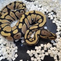 ボールパイソン（デザートゴーストhetクラウン）25CB メス