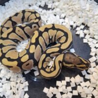 ボールパイソン（デザートゴーストhetクラウン）25CB メス