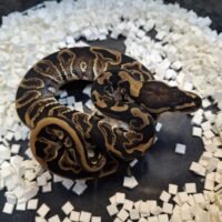 ボールパイソン（GHIレオパードhetクラウン）25CB オス