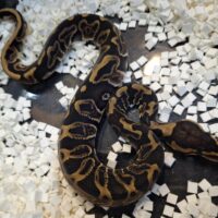 ボールパイソン（GHIレオパードhetクラウン）25CB オス