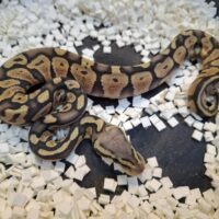 ボールパイソン（パステルゴーストhetパズル）25CB メス