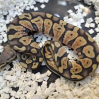 ボールパイソン（パステルゴーストhetパズル）25CB メス