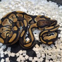 ボールパイソン（ブラックヘッドhetクラウン）25CB オス