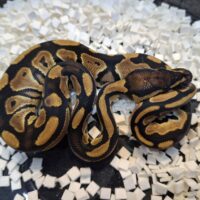 ボールパイソン（ブラックヘッドhetクラウン）25CB オス