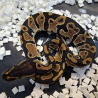 ボールパイソン（Dhetパイ、ウルトラメル）25CB オス