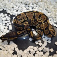 ボールパイソン（Dhetパイ、ウルトラメル）25CB オス