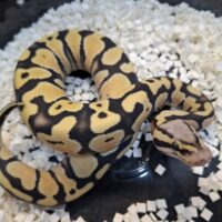 ボールパイソン（パステルデザートゴーストファイア）25CB オス