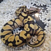 ボールパイソン（パステルデザートゴーストファイア）25CB オス