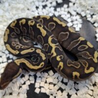 ボールパイソン（GHIファントム66％hetVPIアザン）25CB メス