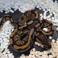 ボールパイソン（ブラックヘッドhetクラウン）25CB メス