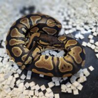 ボールパイソン（ブラックヘッドhetクラウン）25CB メス