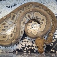 ボールパイソン（ファントムクラウン）680g オス（繁殖経験あり）
