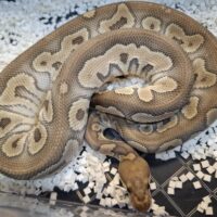 ボールパイソン（ファントムクラウン）680g オス（繁殖経験あり）