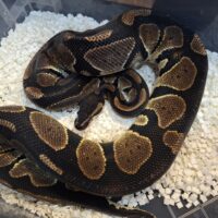 ボールパイソン（ブラックヘッド）1100g オス（繁殖経験あり）