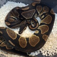 ボールパイソン（ブラックヘッド）1100g オス（繁殖経験あり）