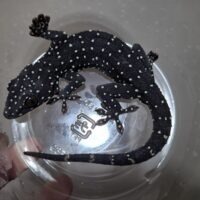 スターリーゲッコー（ペア）