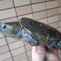 チュウゴクオオアタマガメ（甲長約13cm）少甲板（登録番号230-001117号）