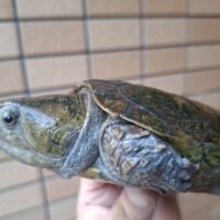 チュウゴクオオアタマガメ（甲長約13cm）少甲板（登録番号230-001117号）