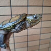 チュウゴクオオアタマガメ（甲長約11cm）少甲板（登録番号230-001661号）