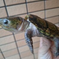 チュウゴクオオアタマガメ（甲長約11cm）少甲板（登録番号230-001661号）