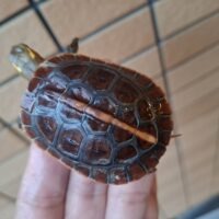 チュウゴクセマルハコガメ（赤セマル）25CB  5,5cm