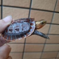 チュウゴクセマルハコガメ（赤セマル）25CB  5,5cm