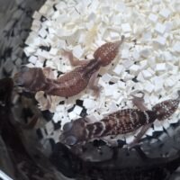 ナメハダタマオヤモリ（ノーマルhetアルビノ,パターンレス）25CB ペア