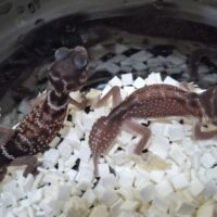 ナメハダタマオヤモリ（ノーマルhetアルビノ,パターンレス）25CB ペア