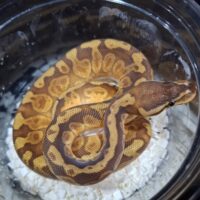 ボールパイソン（パステルサンセット66％hetクラウン）25CB オス