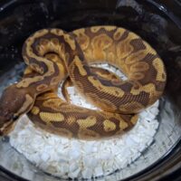 ボールパイソン（パステルサンセット66％hetクラウン）25CB オス