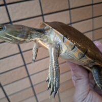 キューバスライダー（甲長約12cm）オス