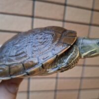 キューバスライダー（甲長約12cm）オス