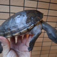 ボルネオカワガメ（甲長約17cm）