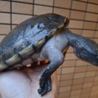 ボルネオカワガメ（甲長約17cm）