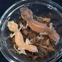 ナメハダタマオヤモリ（パターンレス）ペア