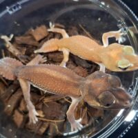 ナメハダタマオヤモリ（パターンレス）ペア