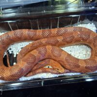 コーンスネーク（ハイポ）約140cm オス