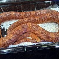 コーンスネーク（ハイポ）約140cm オス