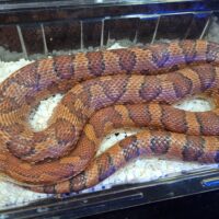 コーンスネーク（オケッティ）約140cm メス