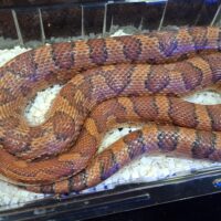 コーンスネーク（オケッティ）約140cm メス