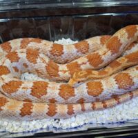 コーンスネーク（アメラニ）約140cm オス