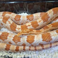 コーンスネーク（アメラニ）約140cm オス