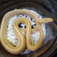 コーンスネーク（バターストライプ）24CB 約50cm